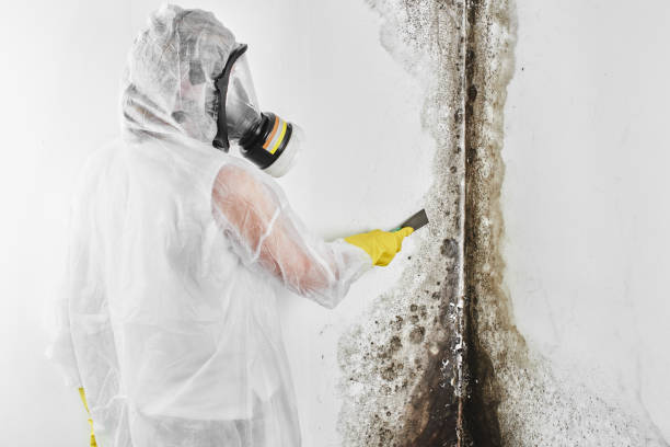 Mold Removal and Inspection in Angustura, NM