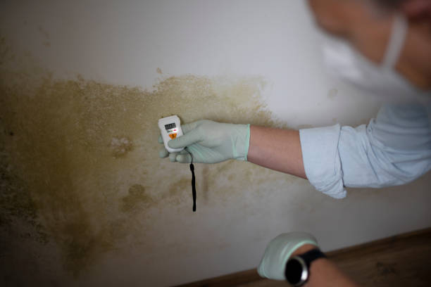 Mold Testing and Removal in Angustura, NM