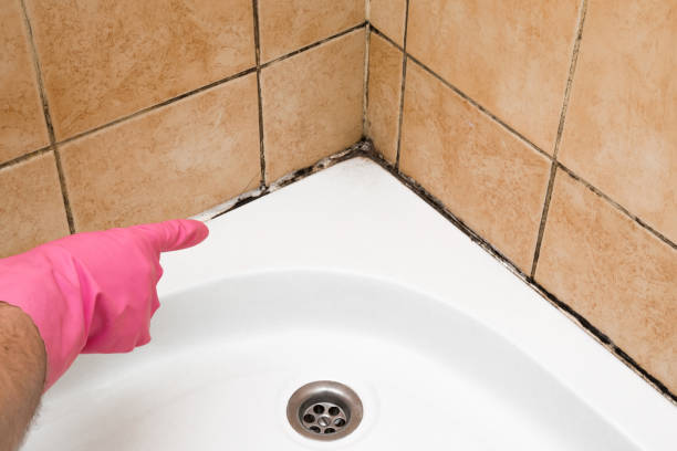 Best Professional Mold Removal  in Angustura, NM